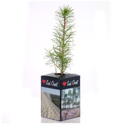 Caixa-Prenda natureza - Pinheiro das Landes